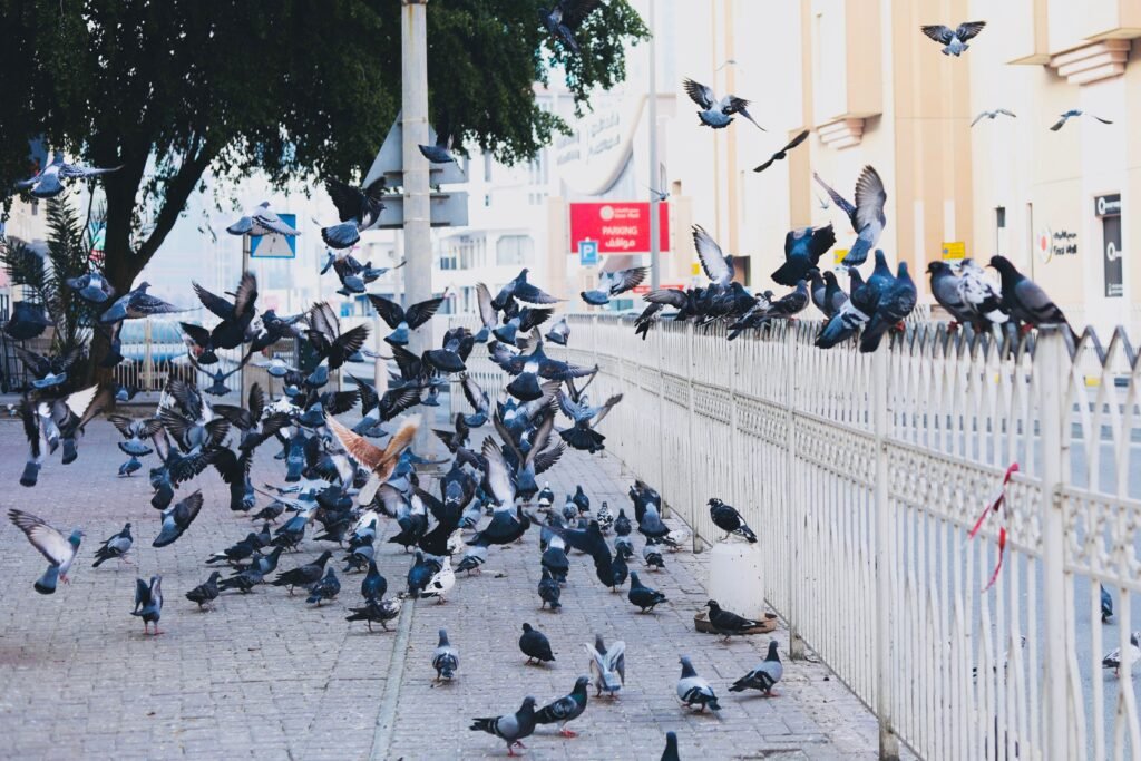 A bustling scene of pigeons on a city sidewalk in Manama, Bahrain, showcasing urban wildlife.